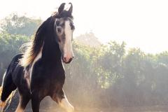 72岁属马人2025年运势及运程 健康运势如何