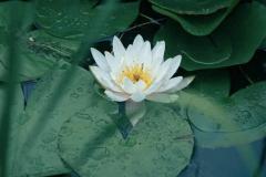 家里养睡莲对风水好吗 养睡莲的十大忌讳