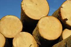 木命能生助水命吗 五行相生中木与水的关系解析