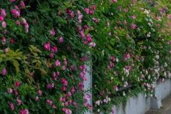 家里花墙前能种花吗风水好吗 家里种花有何风水禁忌