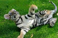 2025年属虎全年完整运气 属虎人在2025年的感情运势如何