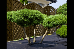 院子里种什么树风水不好 自家院子种什么树好