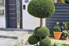 大门前栽什么树最吉利 家门口千万不能种的树