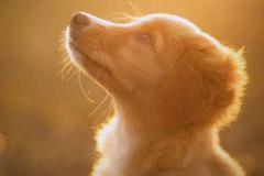 属狗和属龙相配吗 属狗和属龙结婚需要注意什么