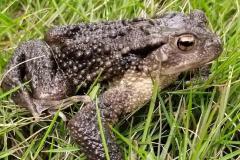 女人梦到蟾蜍什么预兆 梦到蟾蜍跳到自己身上