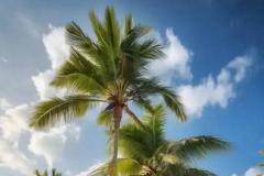 室内种椰子树风水好不好 富贵椰子不进宅的原因