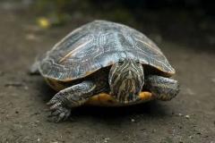 风水大师说家里不能养乌龟 家里养乌龟风水禁忌