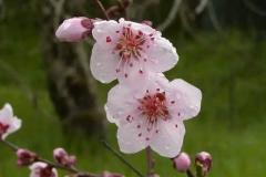 桃花运的风水布局方法 如何利用风水提升异性缘