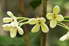 冬天能在屋里养桂花吗风水好吗 桂花养屋里风水有什么讲究