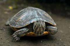 女人梦见一大堆乌龟什么预兆 身怀六甲者做此梦预示什么