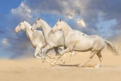 属马的本命佛道场位置解析 马年出生者供奉菩萨的灵验圣地