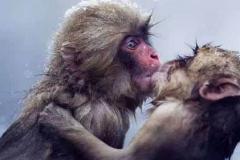 属猴的今年几岁怎么算 属猴的最佳婚配属相有哪些