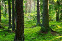 木命和金命婚配会幸福吗  木金相生相克如何化解