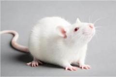 属猴和属鼠的婚姻配对如何  猴鼠相配的性格与运势解析