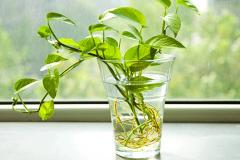 客厅种什么植物风水好 哪些植物能辟邪挡煞