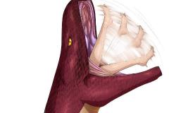 女人梦到自己被蛇咬了 如何解读梦境中的警示信号