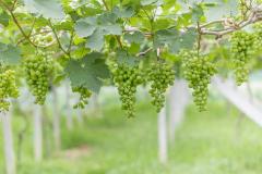 院里栽葡萄树好不好 风水上庭院适合栽什么植物好