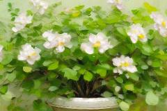 阳台养什么绿植最旺家 如何根据家居风格选择绿植