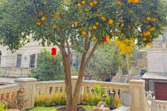 房屋后面种什么果树最旺风水 如何根据风水选择果树