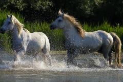 属马的本命佛是什么佛 大势至菩萨如何帮助属马人
