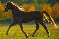 2025年属马的有考运吗 属马人如何利用红鸾星提升成绩