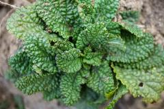 荔枝草放卧室对风水好不好 卧室绿植摆放的风水讲究