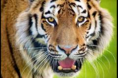 属虎女最佳出生时辰解析  属虎女的婚姻运势如何