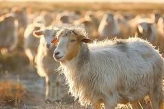 属羊的最佳婚配属相有哪些 属羊人和什么生肖合作最旺财