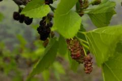 屋后有桑树好不好 桑树对家庭风水的影响有哪些