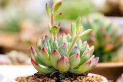 家里好养什么绿植风水好 适合家庭好养的绿植