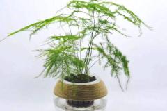 家里养文竹风水好不好 文竹哪个属相不能养