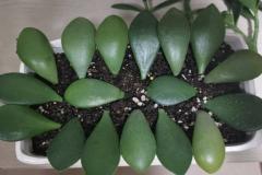 家里养玉树为什么叫死人树 玉树最忌三种属相