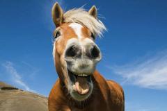 属马人性格弱点有哪些 谁能克制属马人的暴躁脾气