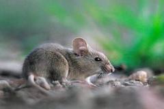 属鼠和属虎的婚姻合不合 生肖配对中鼠虎组合的相处之道