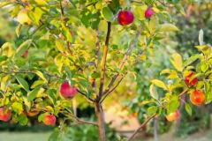 小院能栽果树苗吗风水好吗 家里种什么果树风水好