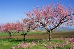 屋后侧方种桃树风水讲究 桃树种植方位与家居运势关联解析