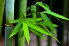 院子里适合栽什么树风水好 哪些竹子品种适合庭院风水