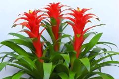 家里养鸿运当头花好吗 鸿运当头最忌三种属相