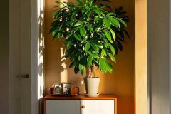 进门看到什么绿植最旺财 哪些绿植适合放在入门处