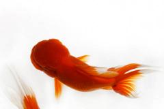 家庭养鱼风水大忌 鱼类数量对风水有何影响