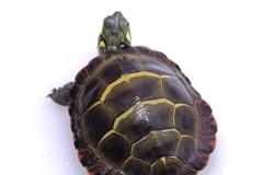 家里养什么龟最吉利 风水大师对乌龟品种有何建议