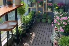 室内养什么花最好最旺 哪些花能带来好运