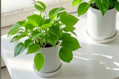 家里养绿萝好不好 女人养绿萝要警惕四种病