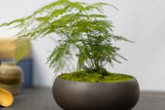 哪些绿植最旺家风水 绿植过多是否会影响家居风水