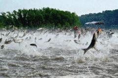 住宅后面可以挖鱼塘吗风水好吗 屋后鱼塘方位讲究
