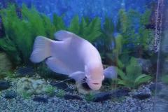 家里养招财鱼有忌讳吗 招财鱼可以养在家里吗