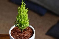 风水上小香松可以放在家里养吗 小香松可以放在卧室吗