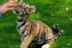 属虎的今年运势怎么样 如何通过努力工作改善运气