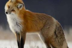 女性做梦梦到狐狸什么寓意 梦见狐狸是吉兆还是凶兆