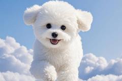 家里养宠物一直死是风水不好吗 家里风水不好怎么化解